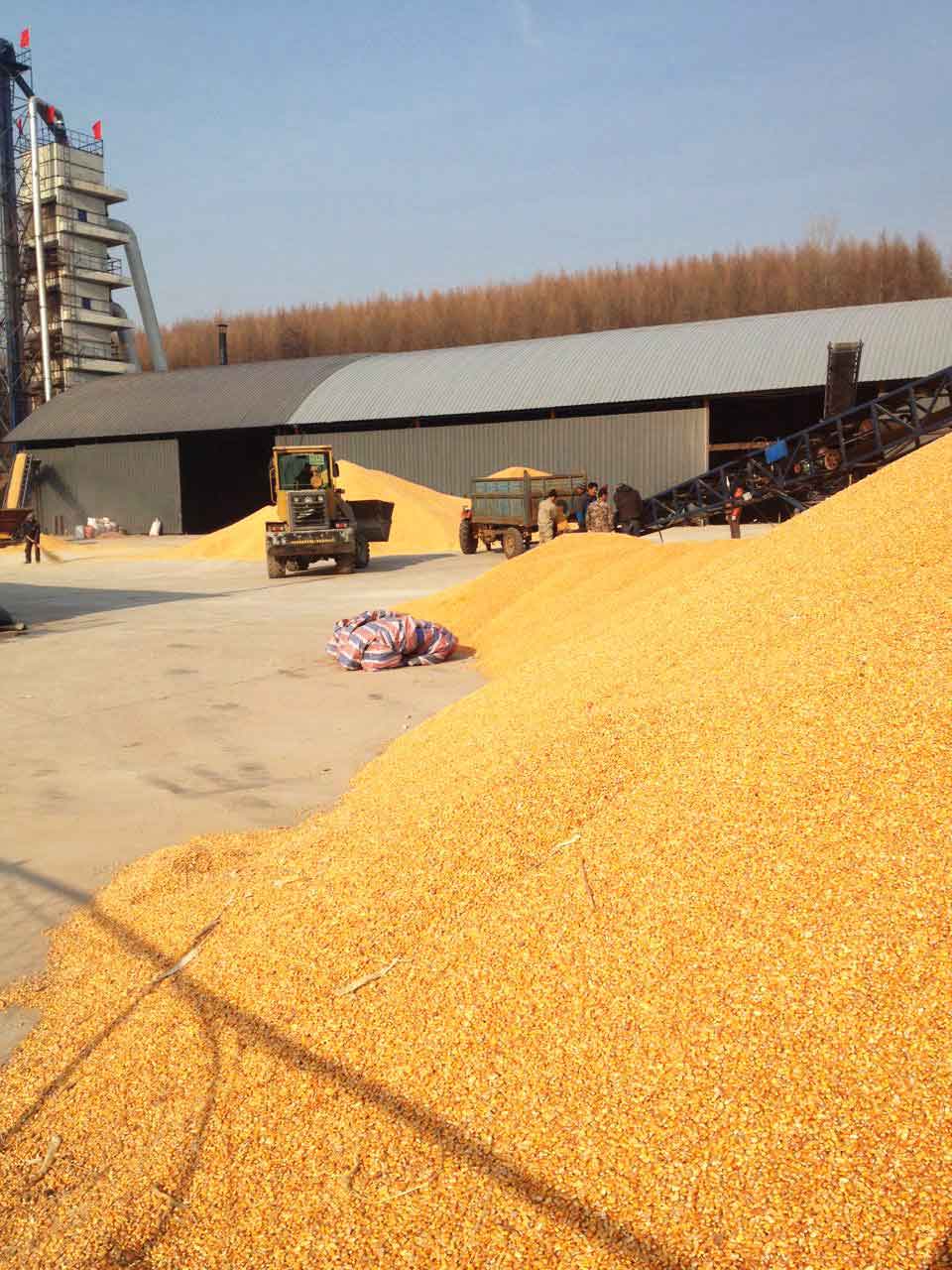东北农产品玉米收购 玉米收购价格 趋势 厂家批发直销玉米原料
