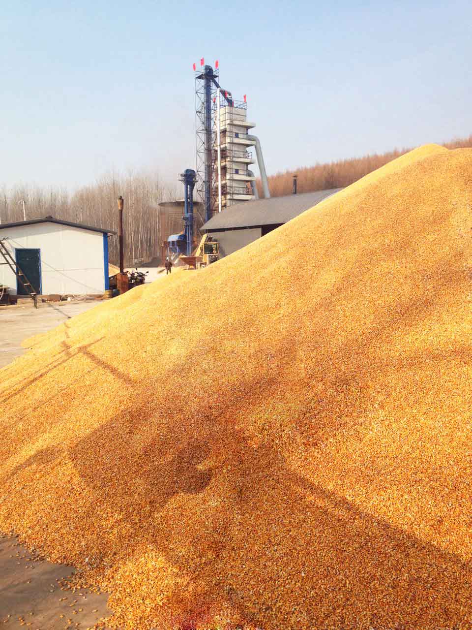 东北粮食玉米批发直销厂家 玉米大量收购销售价格