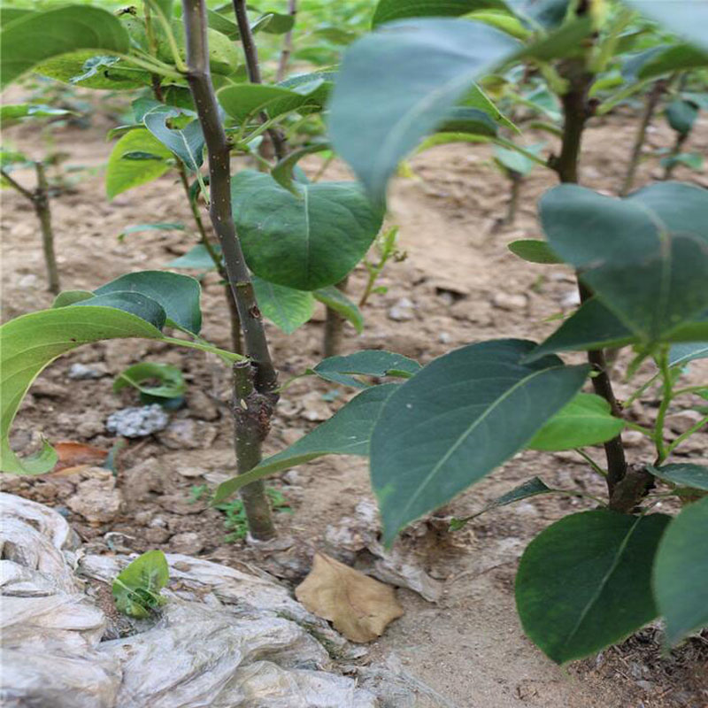 苗圃直供酥梨树苗批发价格 酥梨树苗种植基地