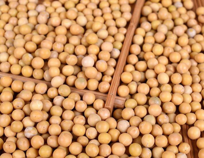 2016新货精选东北大豆低价批发 优质黄豆大豆 食用营养大豆