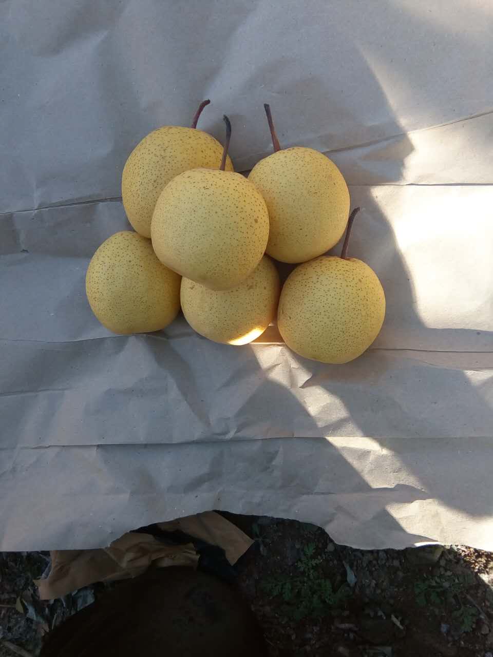 媛中梨的品种