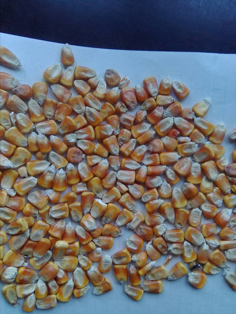 农产品玉米低价收购 厂家批发直销玉米原料 绿色营养无添加
