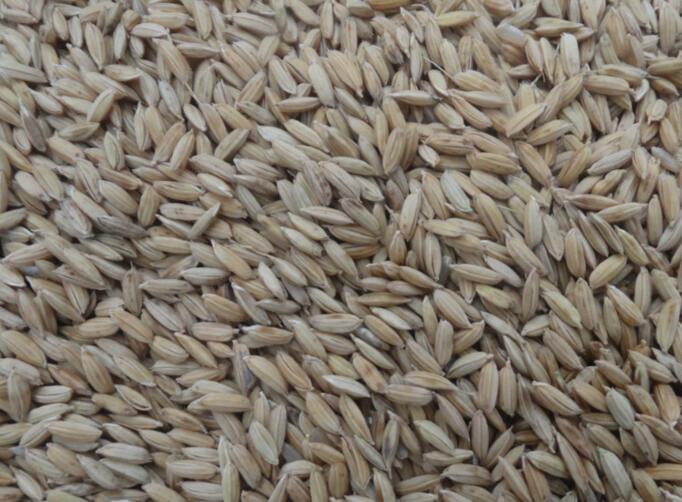 东*米正宗优质稻谷收购销售 海林稻谷粮食加工厂