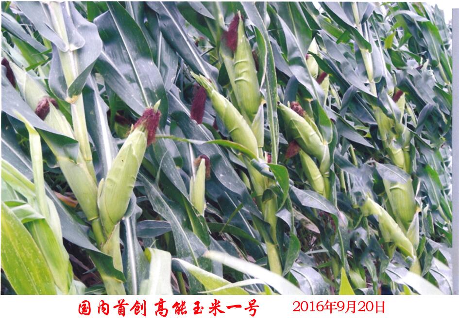 海林玉米种植产地供应 黑龙江玉米种植哪家专业
