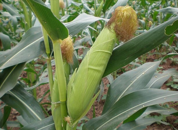 海林种植玉米技术价格 黑龙江有玉米种植基地 防粗缩病