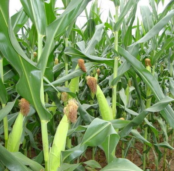 海林玉米种植哪家专业科学 黑龙江玉米种植施肥技巧