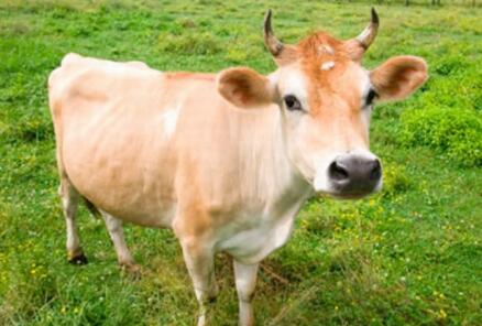 去哪买吉林黄牛，吉林黄牛好养吗 吉林黄牛一个月能长多重