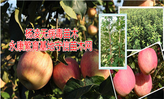 陕西矮化苹果苗|陕西苹果苗大量批发出售，低价处理