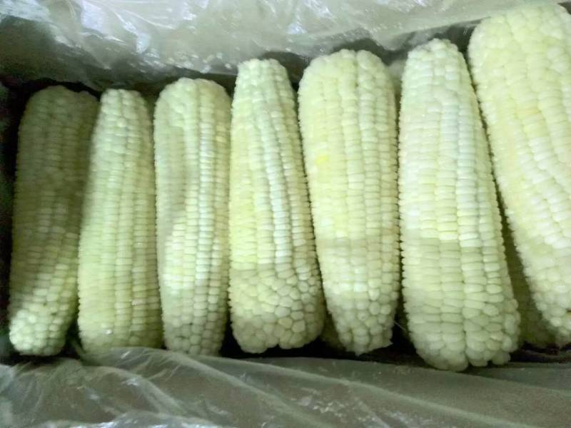 东北速冻粘玉米整箱价格 黑龙江特产粘玉米哪个厂家好