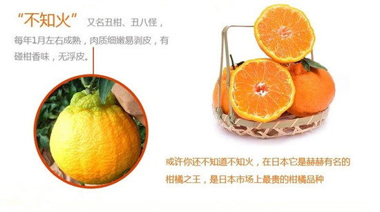 早熟高产砂糖橘苗海南有销售