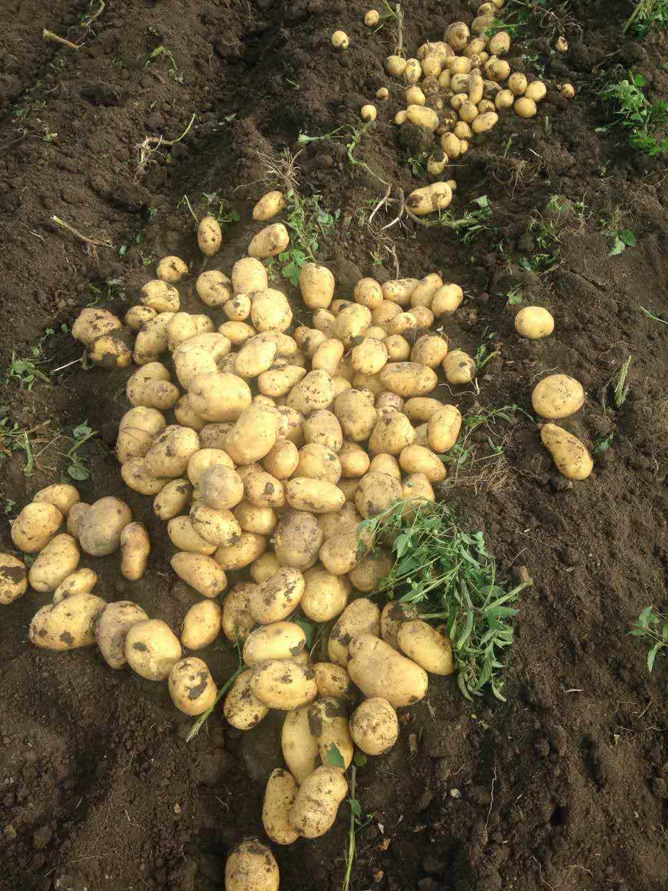 土豆种植选哪家 宁安土豆专业种植，就选勤利马铃薯农民专业合作社