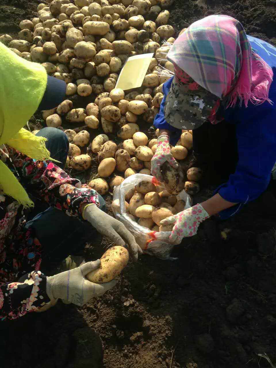 马铃薯晚疫病防治，宁安利马铃薯农民专业合作社小课堂