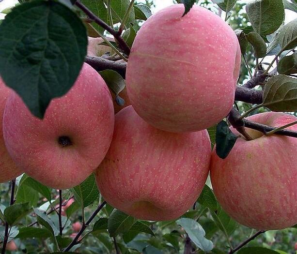 红富士苹果苗 品种** 黑龙江红富士苹果东北基地种植直销