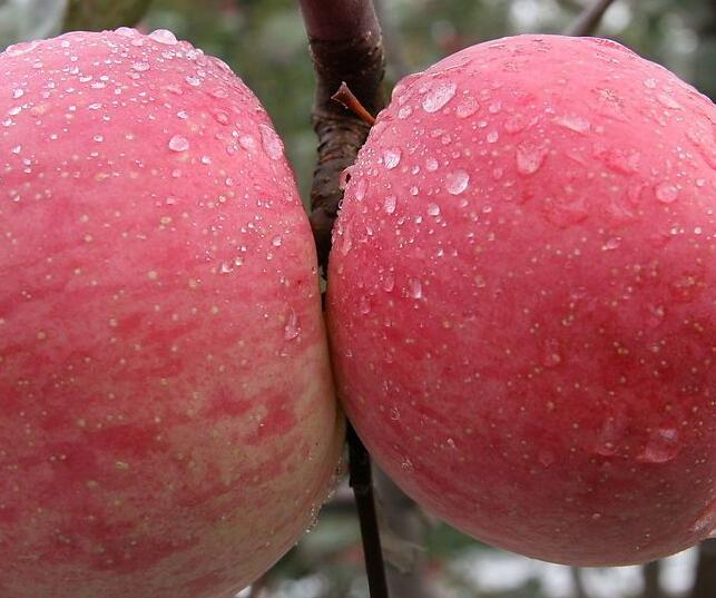 红富士果树苗东北种植 黑龙江红富士苹果批发价格