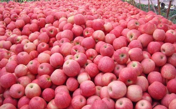 黑龙江红富士批发销售 新鲜甜脆 哈尔滨红富士苹果价格
