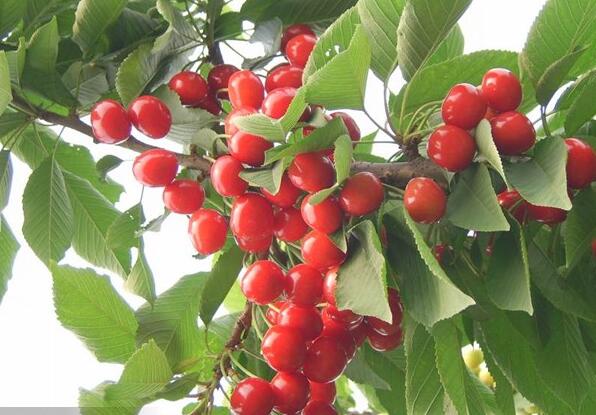 东北特产农家有机樱桃种植 黑龙江龙珠大樱桃