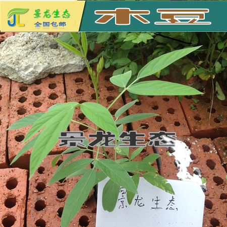 批发供应湖南草种灌木种子银合欢木豆狗牙根刺槐多花木兰等