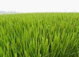 宁安水稻种植，传承千年的国民级技术