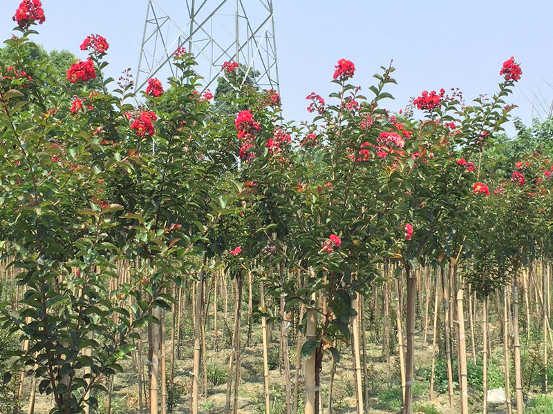 成都大红紫薇苗圃大红紫薇基地大红紫薇价格崇德园林紫薇基地直销