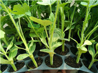日光温室西瓜苗栽培肥害防止办法