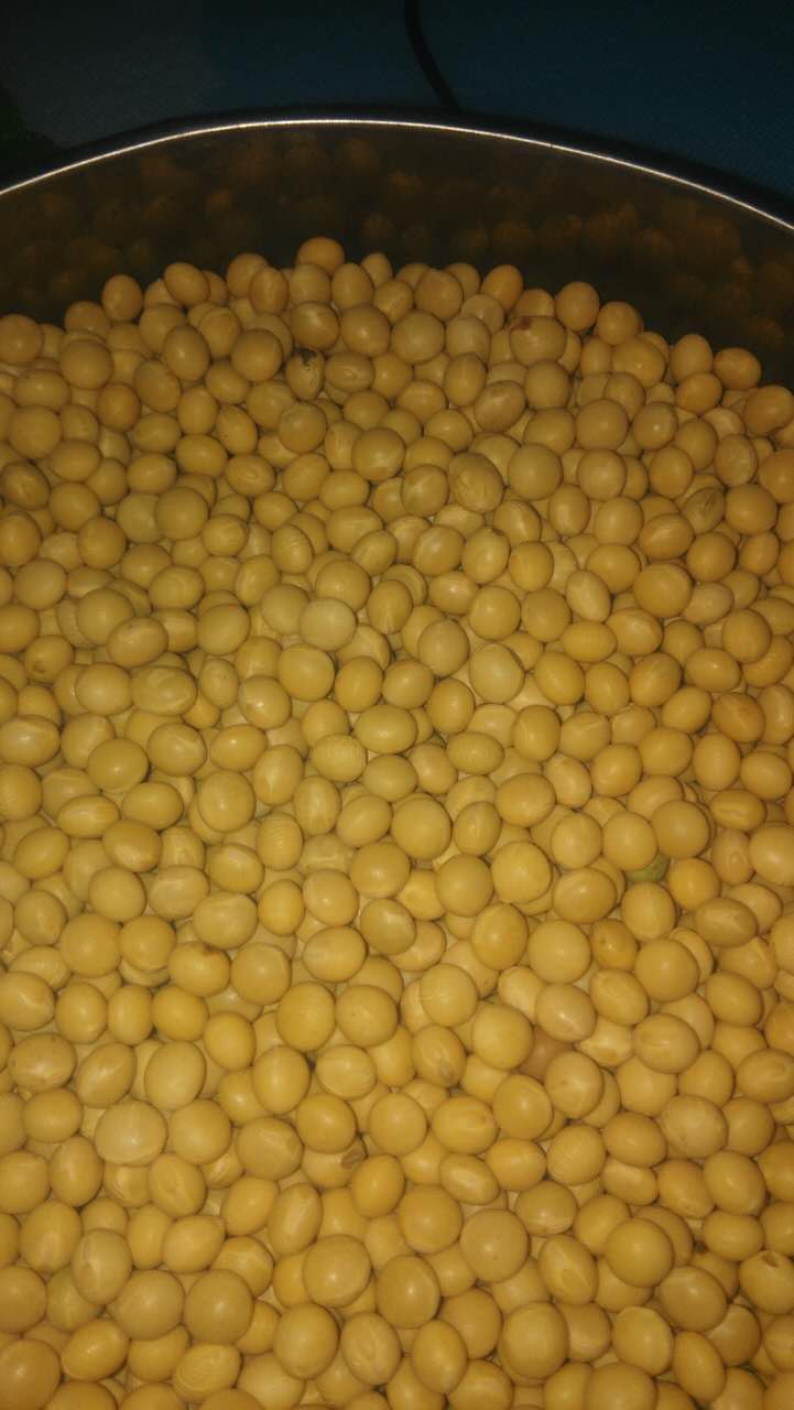 正宗东北农家黄豆大豆批发出售价格 哈尔滨黄豆品种哪家较好