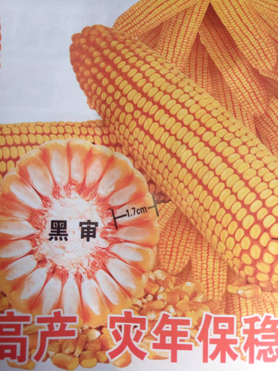 尚志纯东北玉米大量供应 棒大粒饱满 哈尔滨一级玉米黑审价格