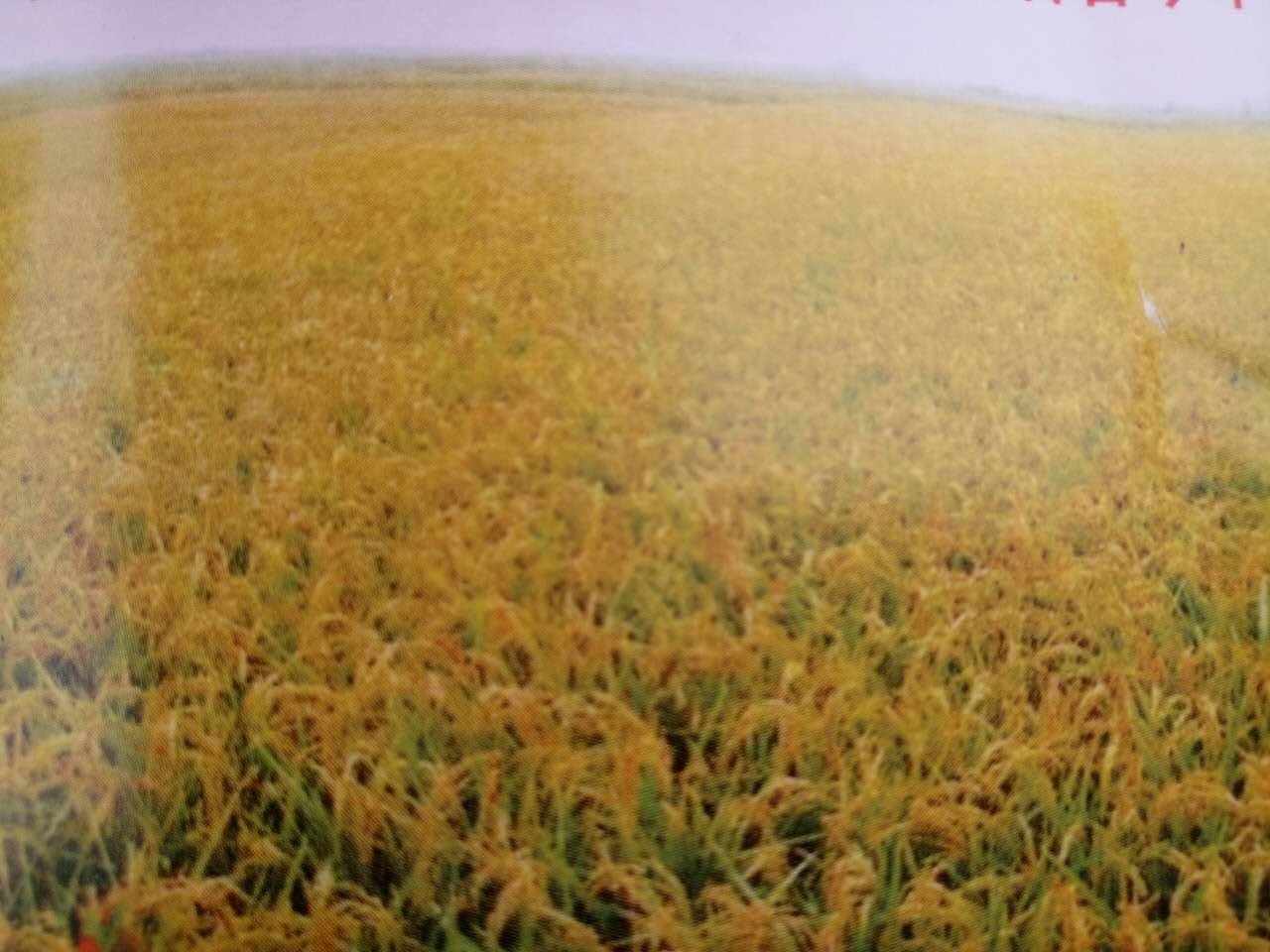 黑龙江优质水稻新品种龙庆稻1号 哈尔滨**水稻哪个厂家的好