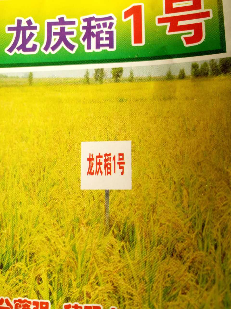 志市粮食水稻种植哪家好 尚志优质水稻品种龙