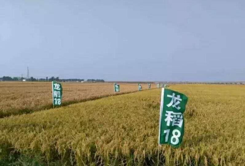 尚志科学专业种植各品种水稻 哈尔滨优质饱满水稻大量销售