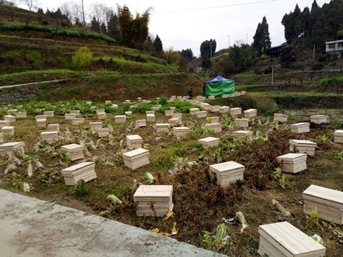 贵州蜜蜂养殖基地 贵州有大型蜜蜂养殖场 贵州犹氏蜜蜂养殖场我箱购买大量蜜蜂群