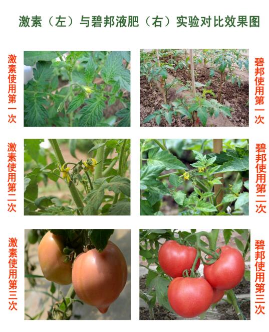 氨基酸叶面肥番茄叶面肥可以在大棚内使用吗