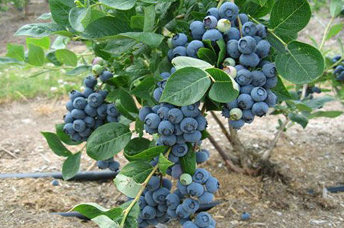 蓝莓苗批发供应