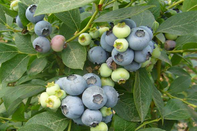 山东蓝莓苗价格