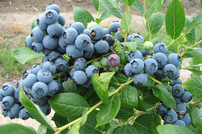 山东蓝莓苗价格