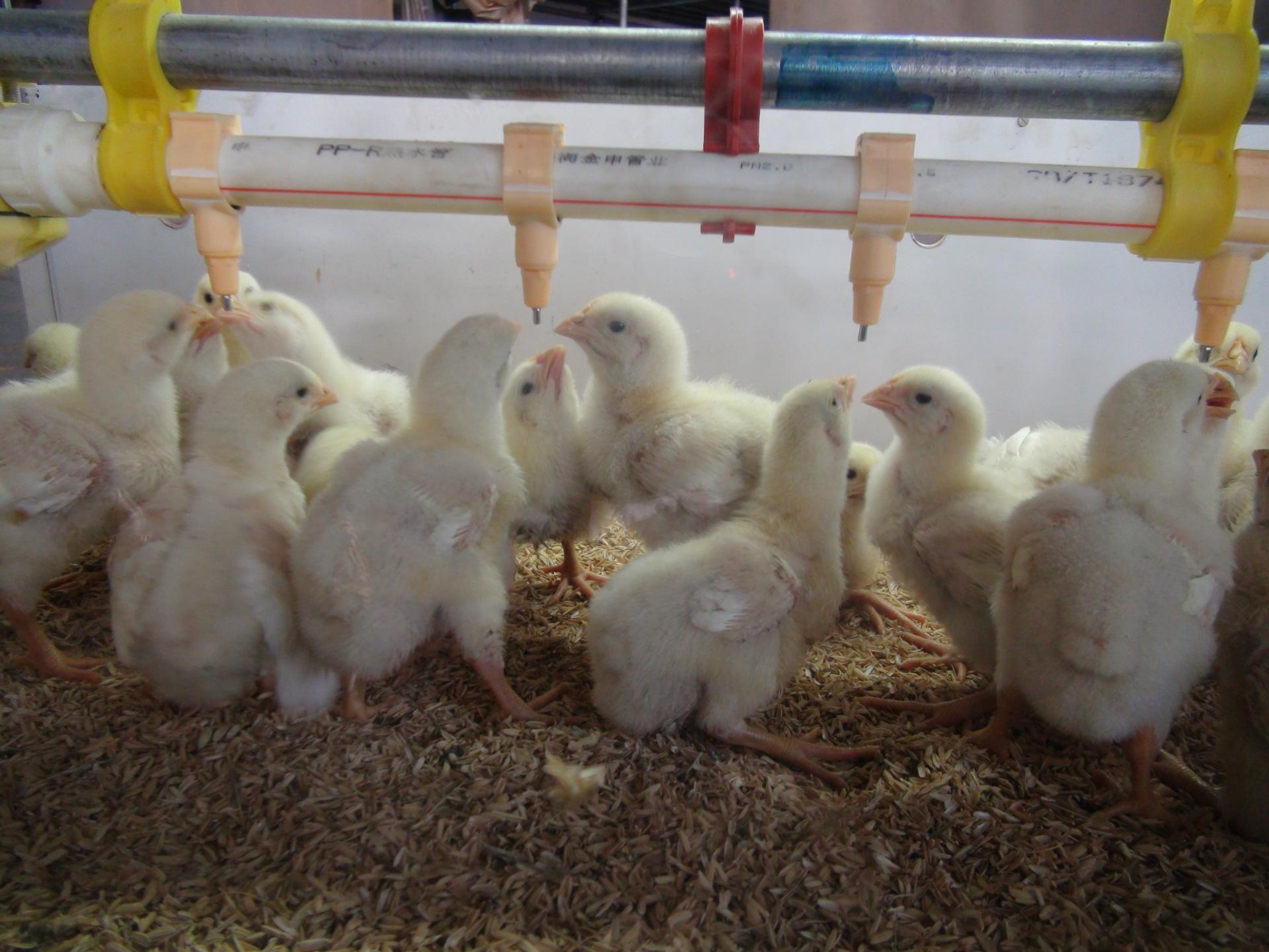 养鸡设备 养鸡场自动喂料机 养鸡料线 鸡笼养鸡设备养鸡场