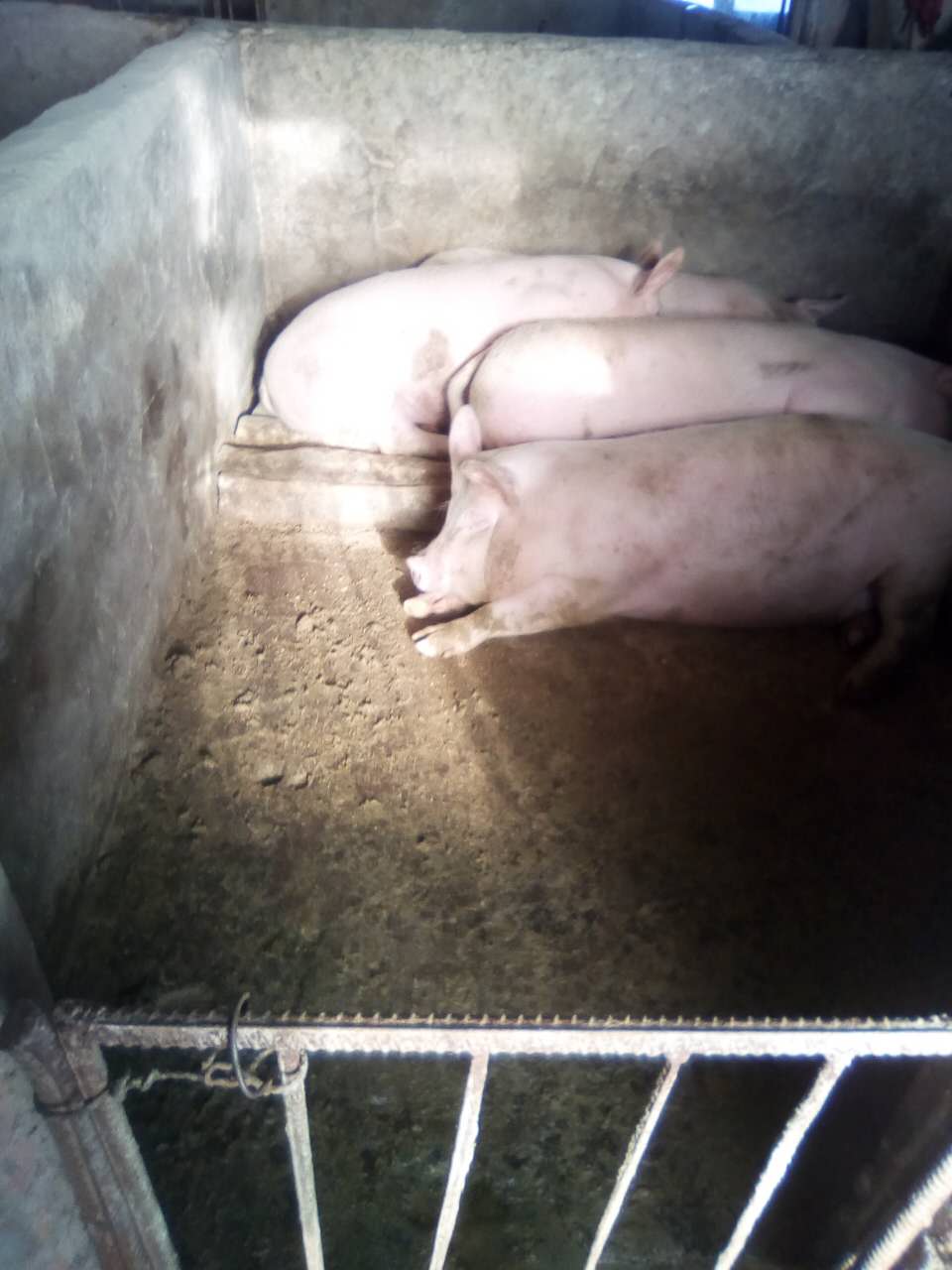 哈尔滨大型肉猪养殖合作社 方正专业绿色猪养殖 安全放心