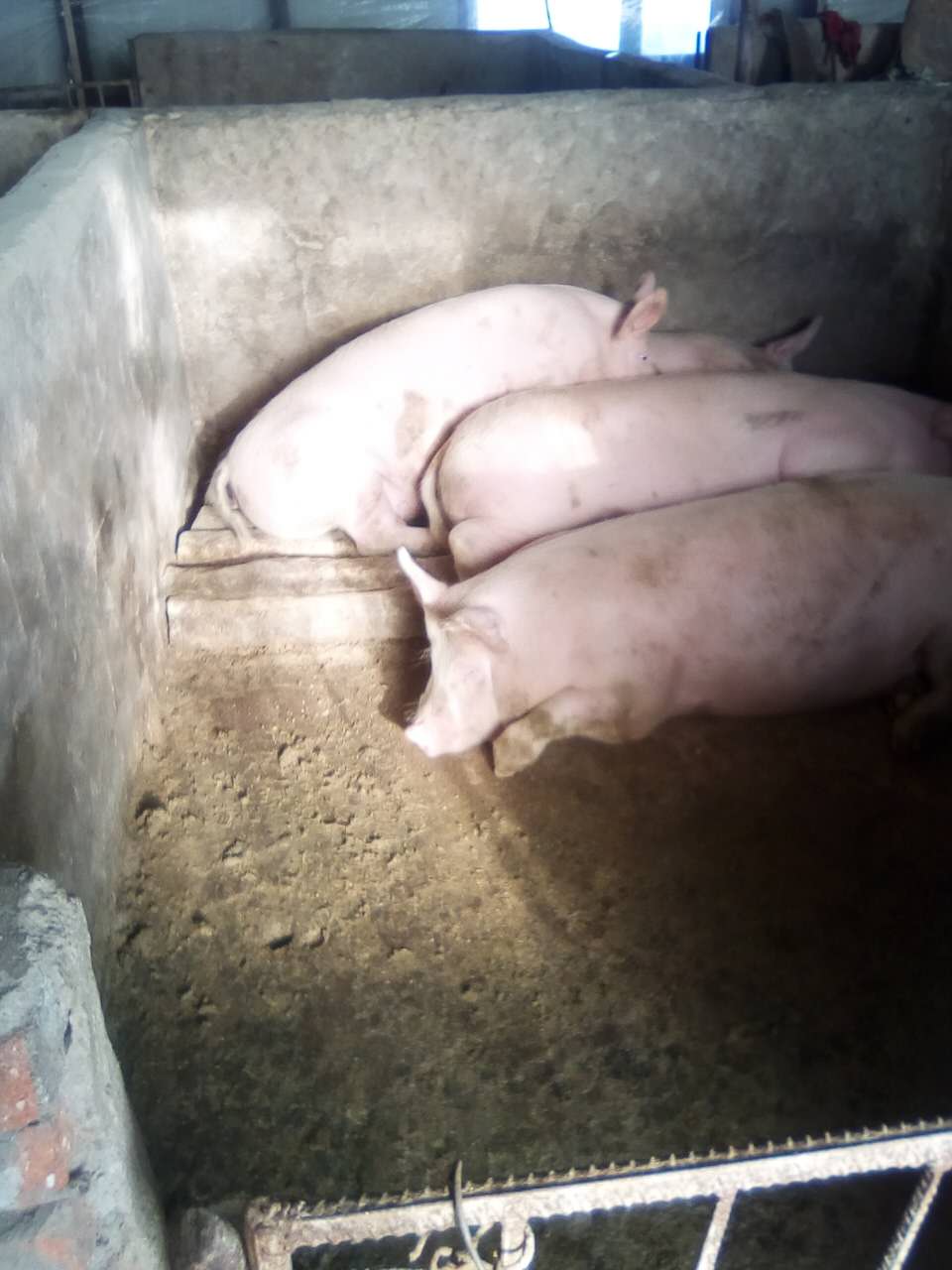 哈尔滨猪养殖基地**猪 方正仔猪小猪苗猪养殖繁育基地