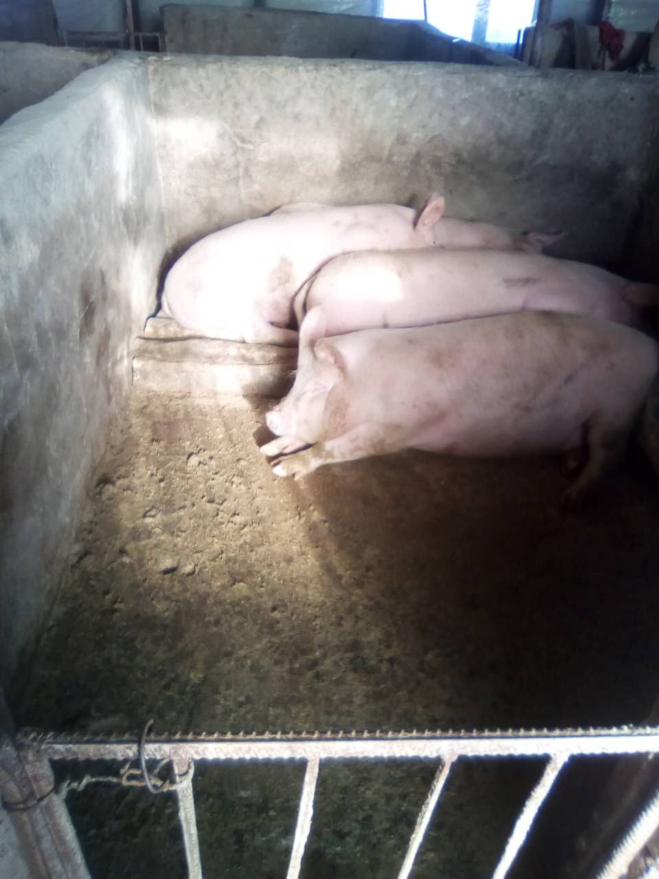 哈尔滨猪养殖合作社对外出售 方正猪养殖培育