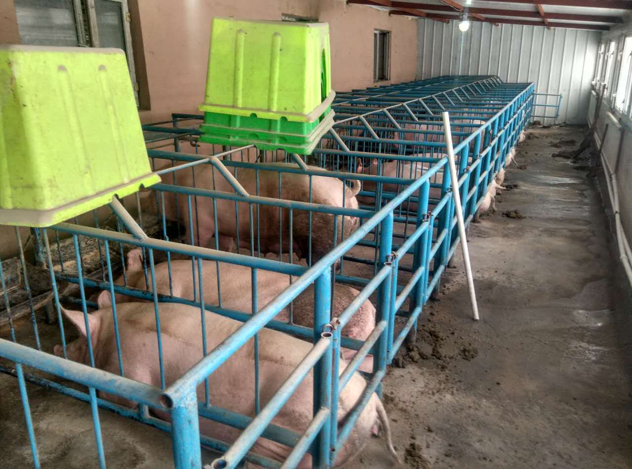 鸡西肉猪价格一头 量大优惠 黑龙江有猪养殖场