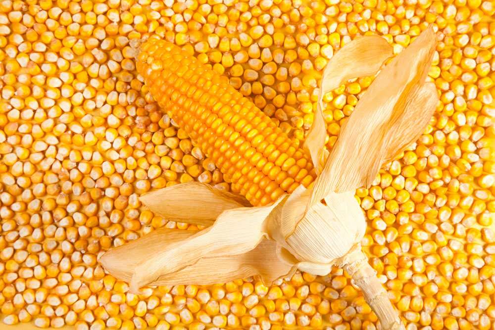 东北优质精选黄玉米 量大从优 宁安粮食玉米低价批发