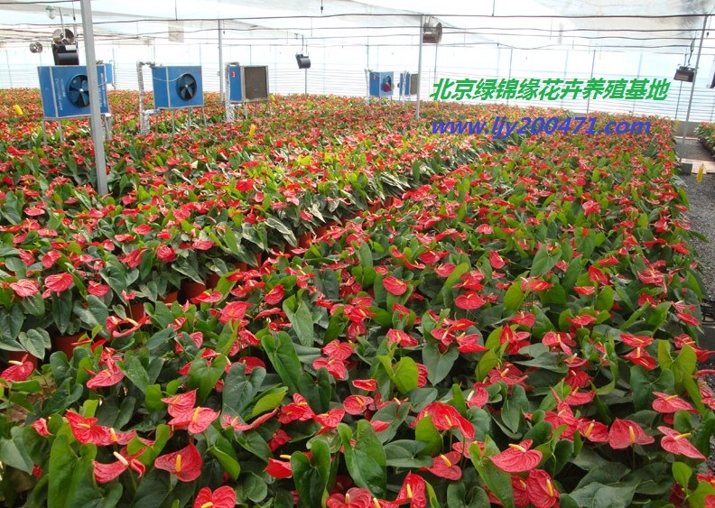 北京专业绿植租赁、北京专业绿植租摆、北京绿植服务公司