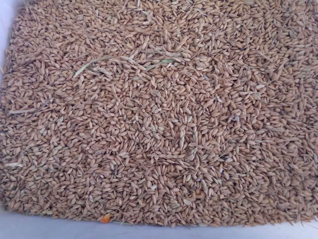 黑龙江水稻专业加工基地 鸡东优质绿色水稻脱壳加工