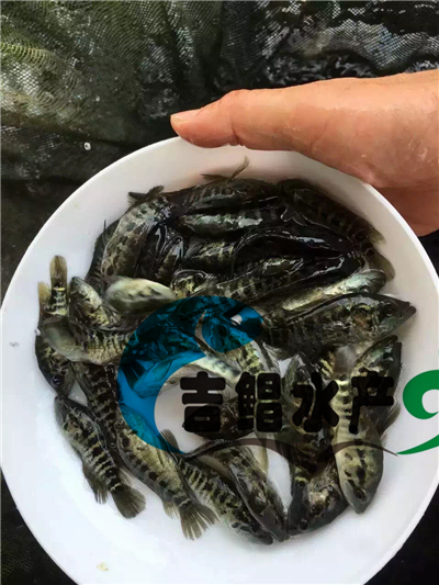 广州鱼苗养殖场 淡水石斑鱼苗）批发 石斑鱼苗销售