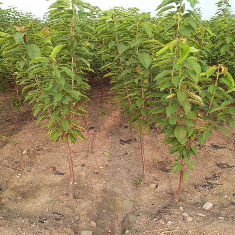 泰安果树苗专业种植销售中心 供应优质樱桃苗品种 厂家直销