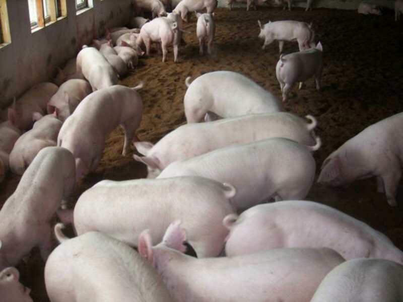 牡丹江养殖场粮食喂养**肉猪 牡丹江猪养殖合作社大量供应瘦肉猪