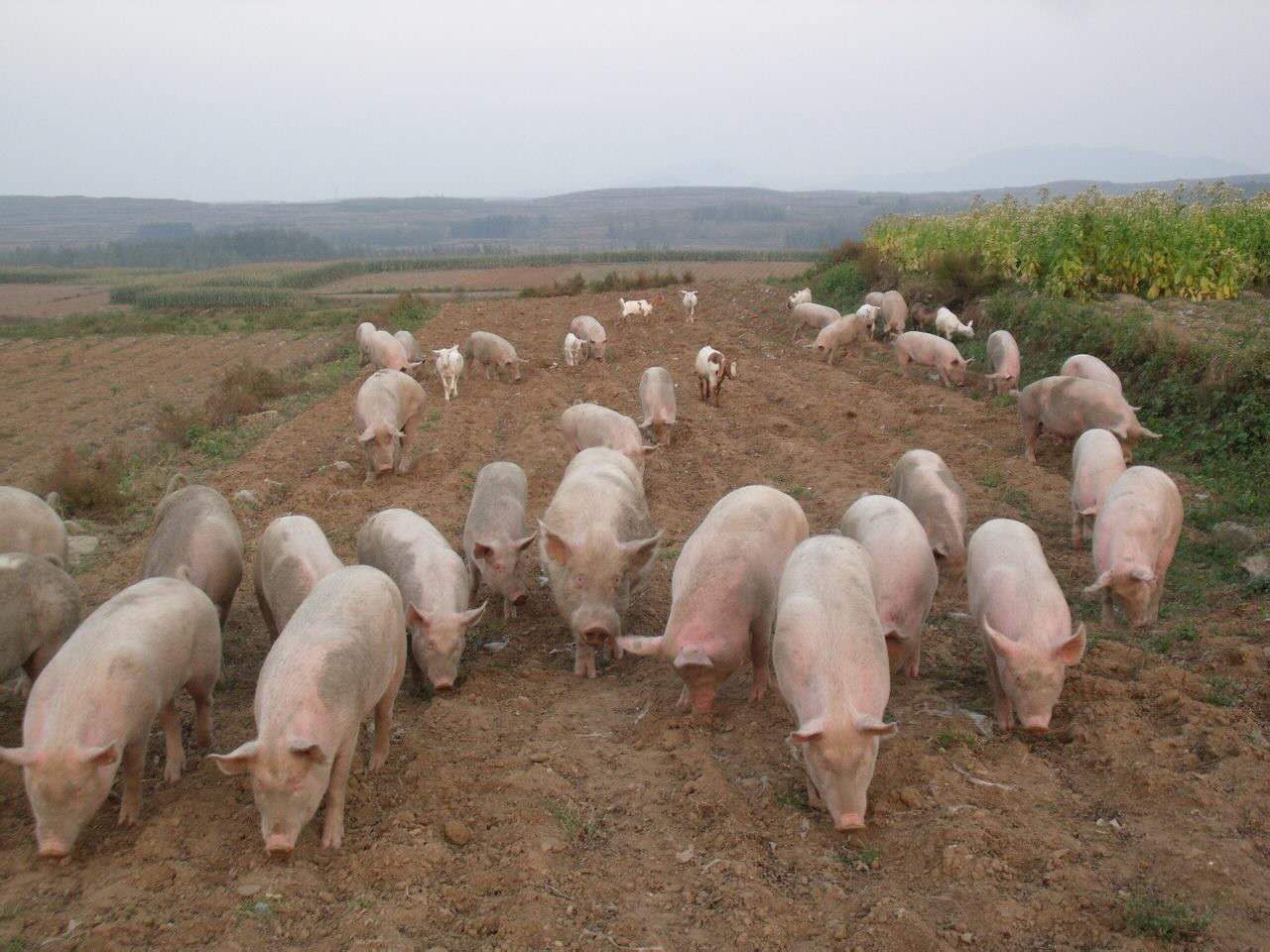 黑龙江养殖厂供应瘦肉猪 牡丹江厂家直供散养运动瘦肉猪 营养富硒猪肉