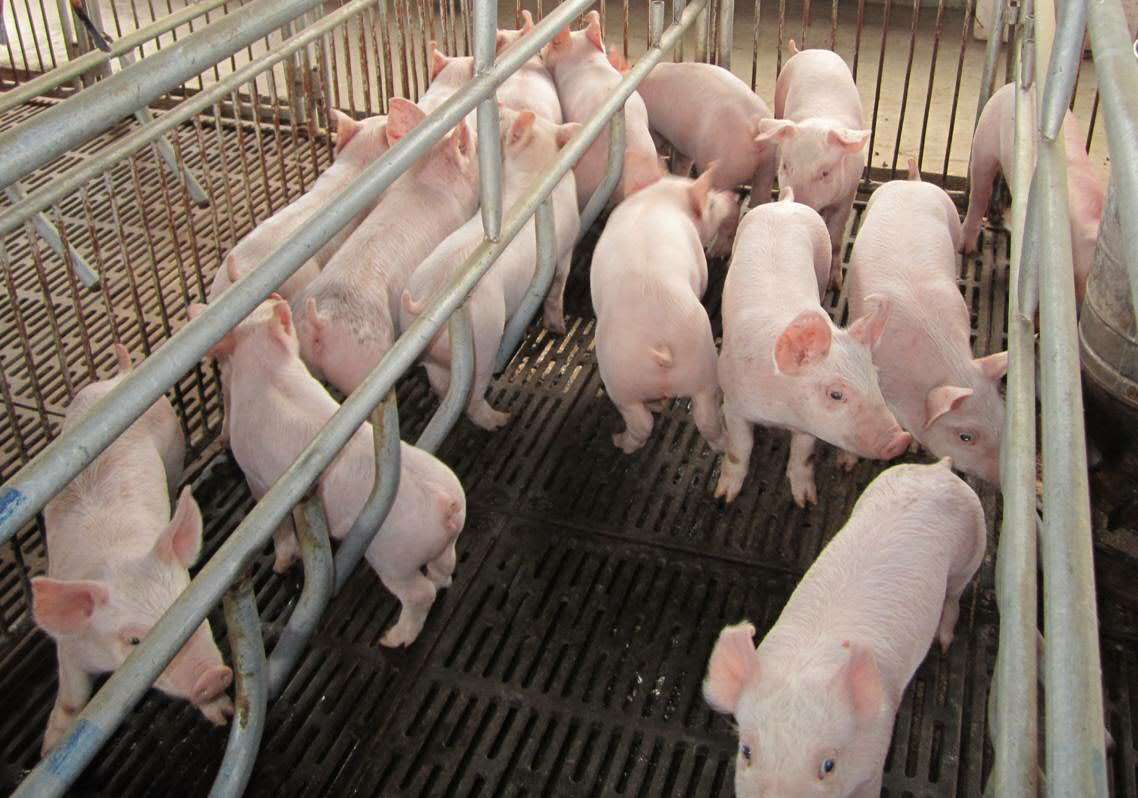 牡丹江活猪生猪销售 牡丹江猪养殖社大量供应优质批发瘦肉猪