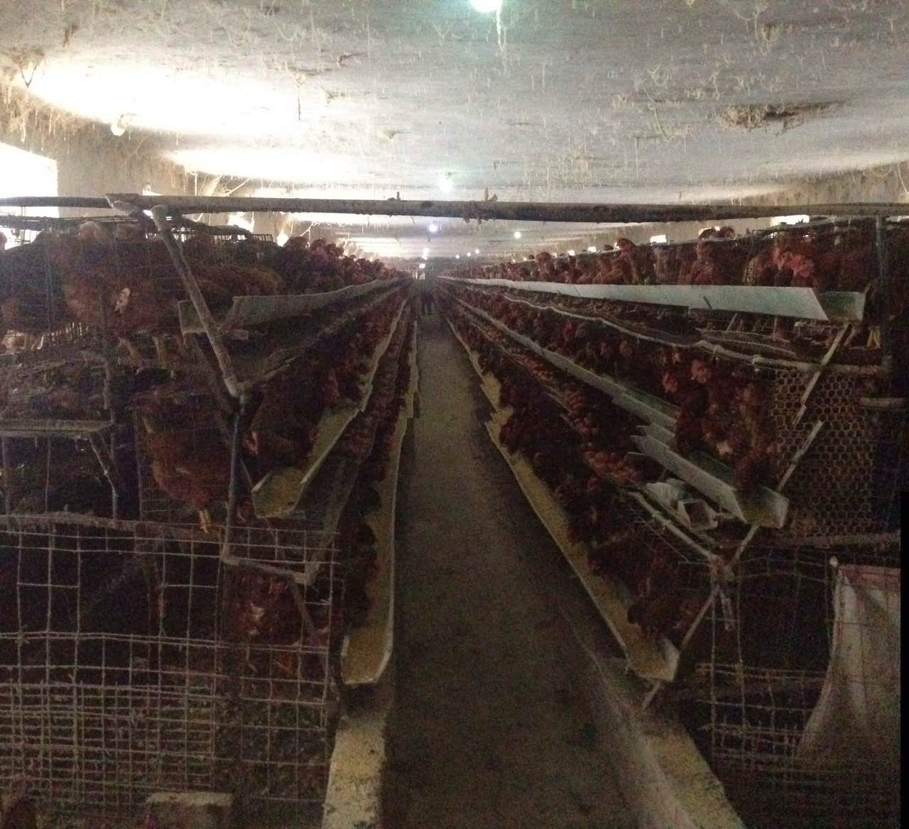 双鸭山小鸡苗价格专业种鸡饲养技术 双鸭山厂家供应优质鸡苗批发