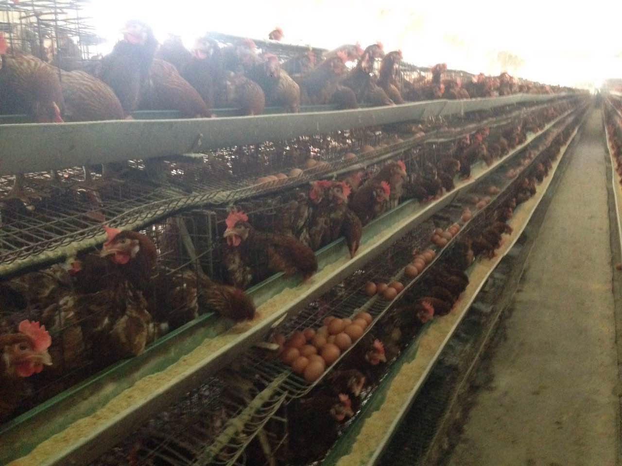 双鸭山品质优良种鸡饲养孵化 双鸭山养殖场种鸡大量饲养供应