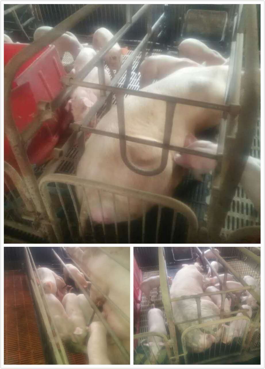 牡丹江厂家直销生猪养殖 牡丹江大量销售肉猪 绿色健康